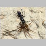 Anoplius concinnus - Wegwespe w02b 10mm mit Spinne - OS-Hollage-Lehmgrube-det.jpg